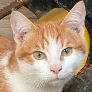 Nilo, geb. ca. 07 2025, lebt in GRIECHENLAND, auf einer privaten Pflegestelle 