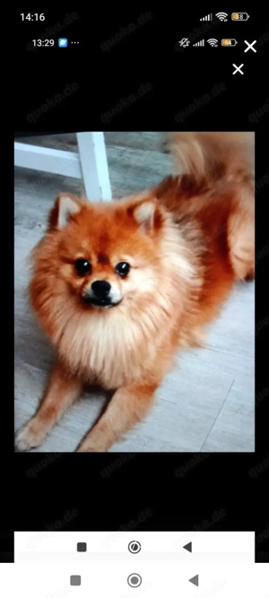 Kleiner Spitz sucht neues Zuhause 