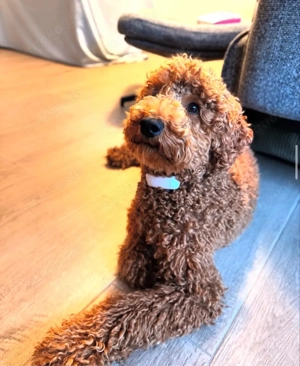 Fellnase Malibu sucht ein zuhause!