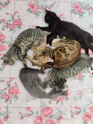 Deckkater Bengal (kein Verkauf!)