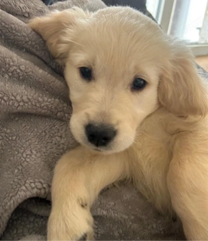 Golden Retriever Welpen