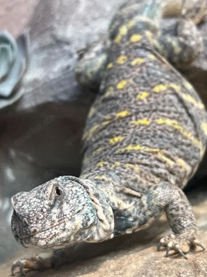 Bunte Dornschwanzagame, Uromastyx Ornata, Weibchen 