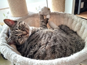 BKH-EKH-Mix, weiblich, 9 Mt.