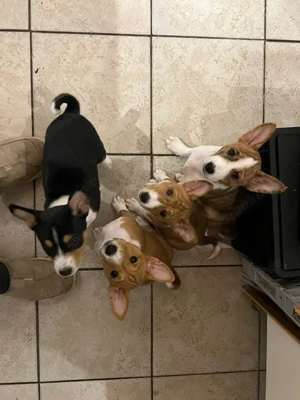 Basenji - Welpen - 10.12.2025