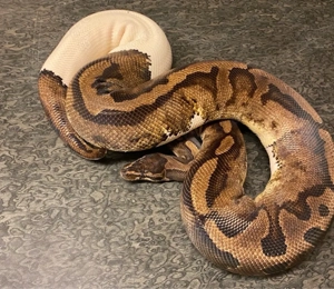 0.1 pied königspython 