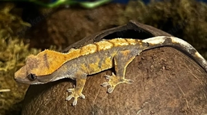 Kronengecko Babys harlekin