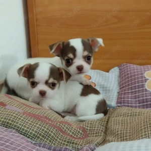 Wunderschöne Chihuahua-Welpen abzugeben 