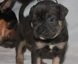 Old English Bulldog Welpe sucht 5* Zuhause 