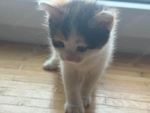 wunderschönen Kitten