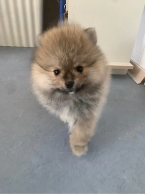 Pomeranian Spitz Welpen 