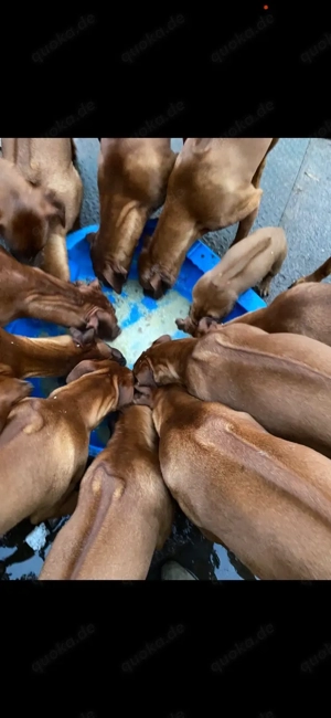 Rhodesian Ridgeback (Li.) Junghunde, sorgen garantiert für begeisterte Herrchen (RECHTS)  10 Monate