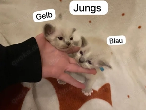 reinrassige heilige birma kitten