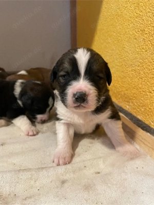 Flauschige Herzensbrecher: 9 sanfte Riesen suchen ihr Traumzuhause!    Bild 2