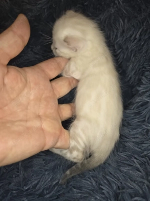 Bengal Kitten mit Stammbam Eltern 10 Tests Kitten Katze Kater 