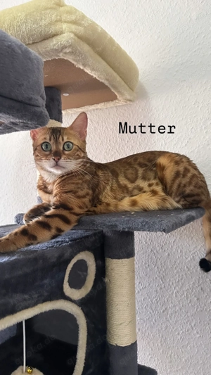 Bengal Kitten ab März abzugeben 