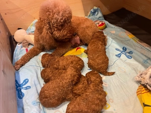 Red fawn apricot Zwerg Pudel Welpen 