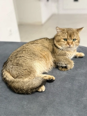 Deckkater black golden mit erfahrung