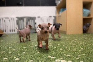 American Hairless Terrier aus Premiumzucht