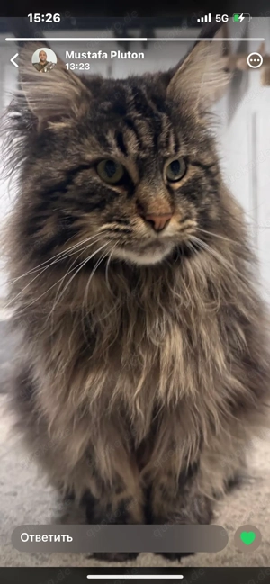 Maine-Coon katzen mit gute grosses Quilted Bild 3