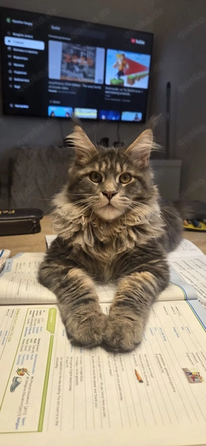 Maine-Coon katzen mit gute grosses Quilted Bild 2