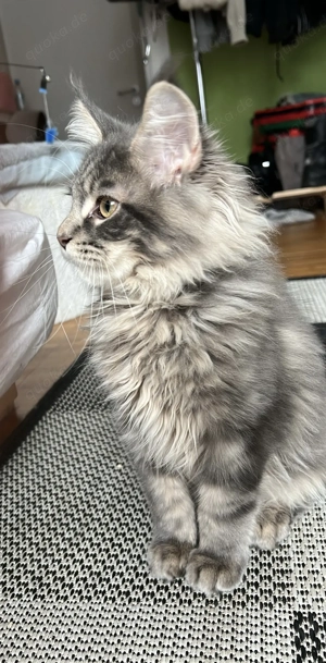 Maine-Coon katzen mit gute grosses Quilted Bild 6