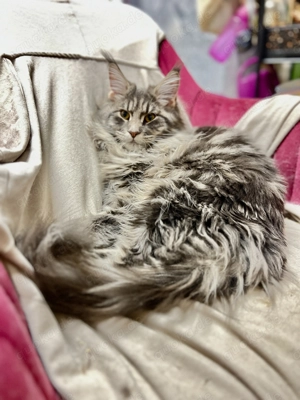 Maine-Coon katzen mit gute grosses Quilted Bild 5