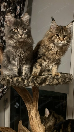 Maine-Coon katzen mit gute grosses Quilted Bild 4