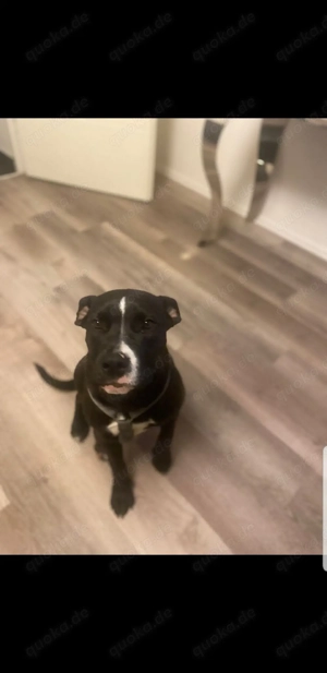 cane corso Hybrid old englisch bulldogge 