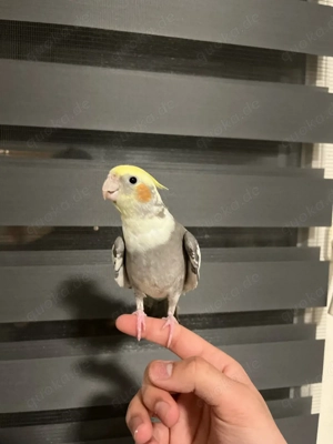 handzahme nymfensitich dame