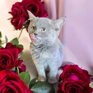 BKH,Kitten Britisch Kurzhaar Kitten,Katze,Kater aus Champion-Linien in Lilac, Golden & Cinnamon Bild 8