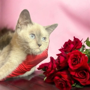 BKH,Kitten Britisch Kurzhaar Kitten,Katze,Kater aus Champion-Linien in Lilac, Golden & Cinnamon Bild 6