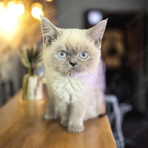 BKH,Kitten Britisch Kurzhaar Kitten,Katze,Kater aus Champion-Linien in Lilac, Golden & Cinnamon