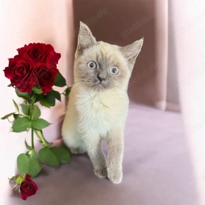 BKH,Kitten Britisch Kurzhaar Kitten,Katze,Kater aus Champion-Linien in Lilac, Golden & Cinnamon Bild 7