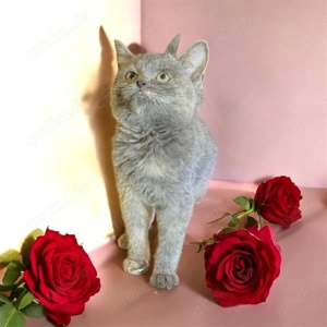 BKH,Kitten Britisch Kurzhaar Kitten,Katze,Kater aus Champion-Linien in Lilac, Golden & Cinnamon Bild 3
