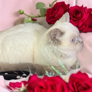BKH,Kitten Britisch Kurzhaar Kitten,Katze,Kater aus Champion-Linien in Lilac, Golden & Cinnamon Bild 5