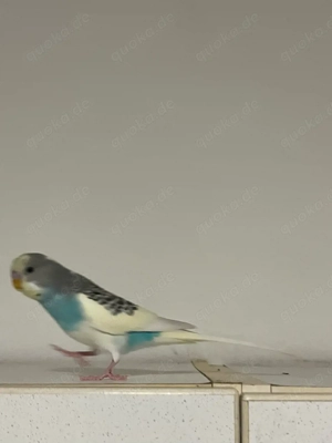 wunderschöner welli hahn