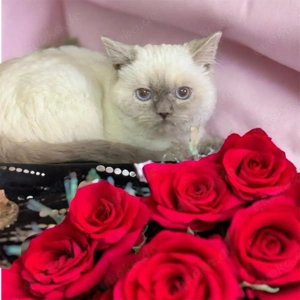 BKH,Kitten Britisch Kurzhaar Kitten,Katze,Kater aus Champion-Linien in Lilac, Golden & Cinnamon Bild 10