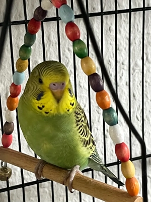 Wellensittich Weibchen