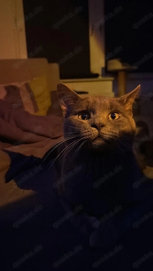 Main Coon Mischlings Kater