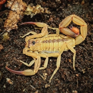 Skorpione - tityus stigmurus 