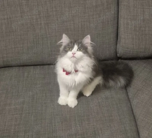 Wunderschöne langhaare Persische Kätzchen 