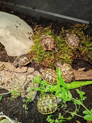 Griechische Landschildkröten 2025