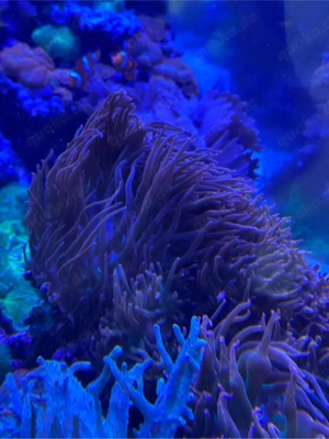 Anemonen, Korallen, Meerwasser