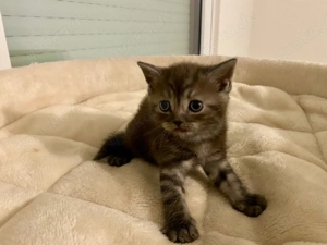 BKH Junge Kitten mit Impfausweis