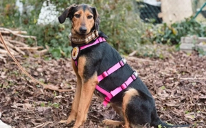 Carlotta sucht eine aktive Familie