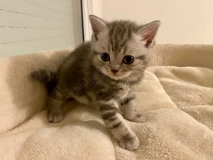 BKH Junge Kitten mit Impfausweis