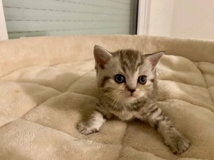 BKH Mädchen Kitten mit Impfausweis