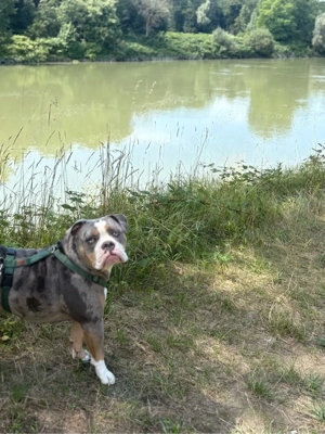 Old English Bulldog sucht ein liebesvolles Zuhause