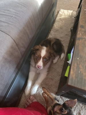 Hübsche Hündin sucht