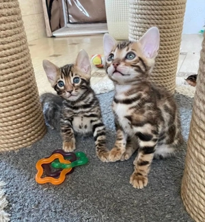 Wunderschöne und bezaubernde Kätzchen! WhatsApp: 015777944807  